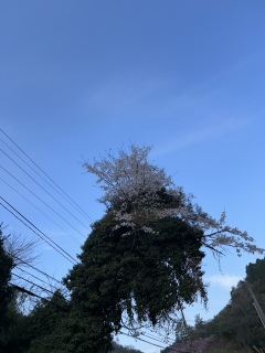 �s�X��A�v��7775 3���܂Ƃ�